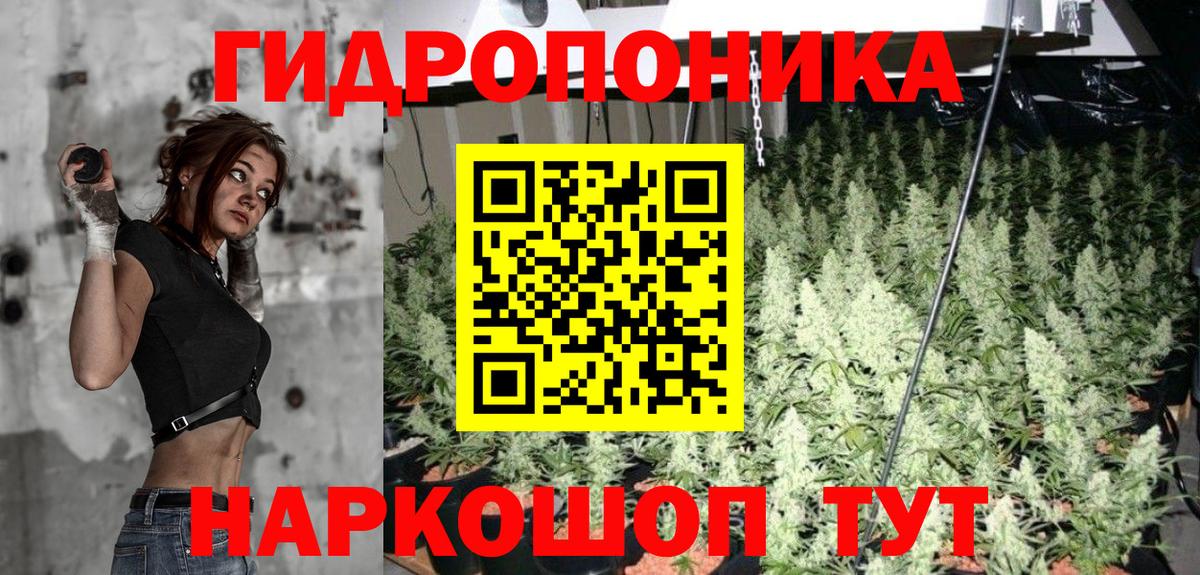 Конопля сатива Реутов